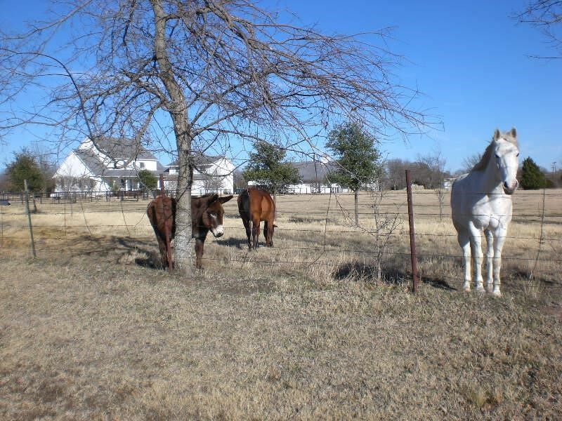 Fairview, TX